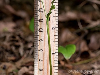 Plant form with ruler for scale